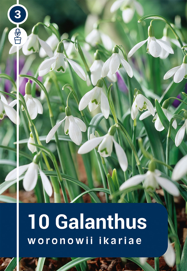 Voronova Sniegpulkstenīte 10 gab.