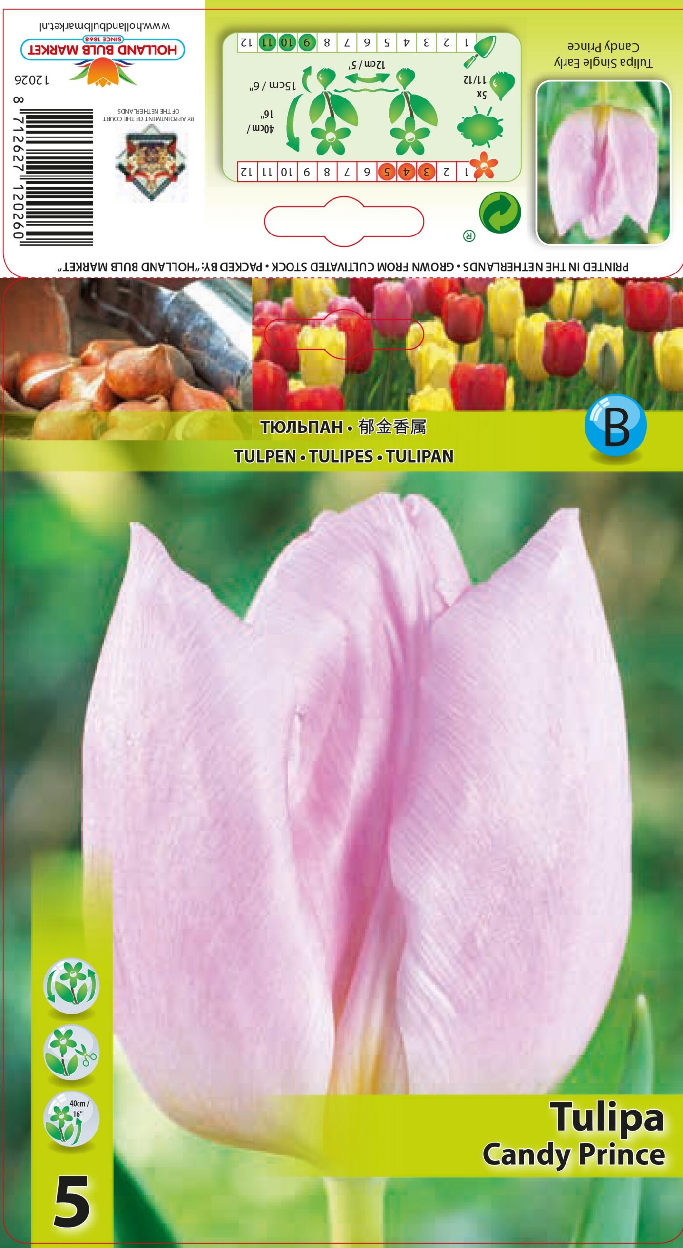 Tulpe Candy Prince 5 gab.