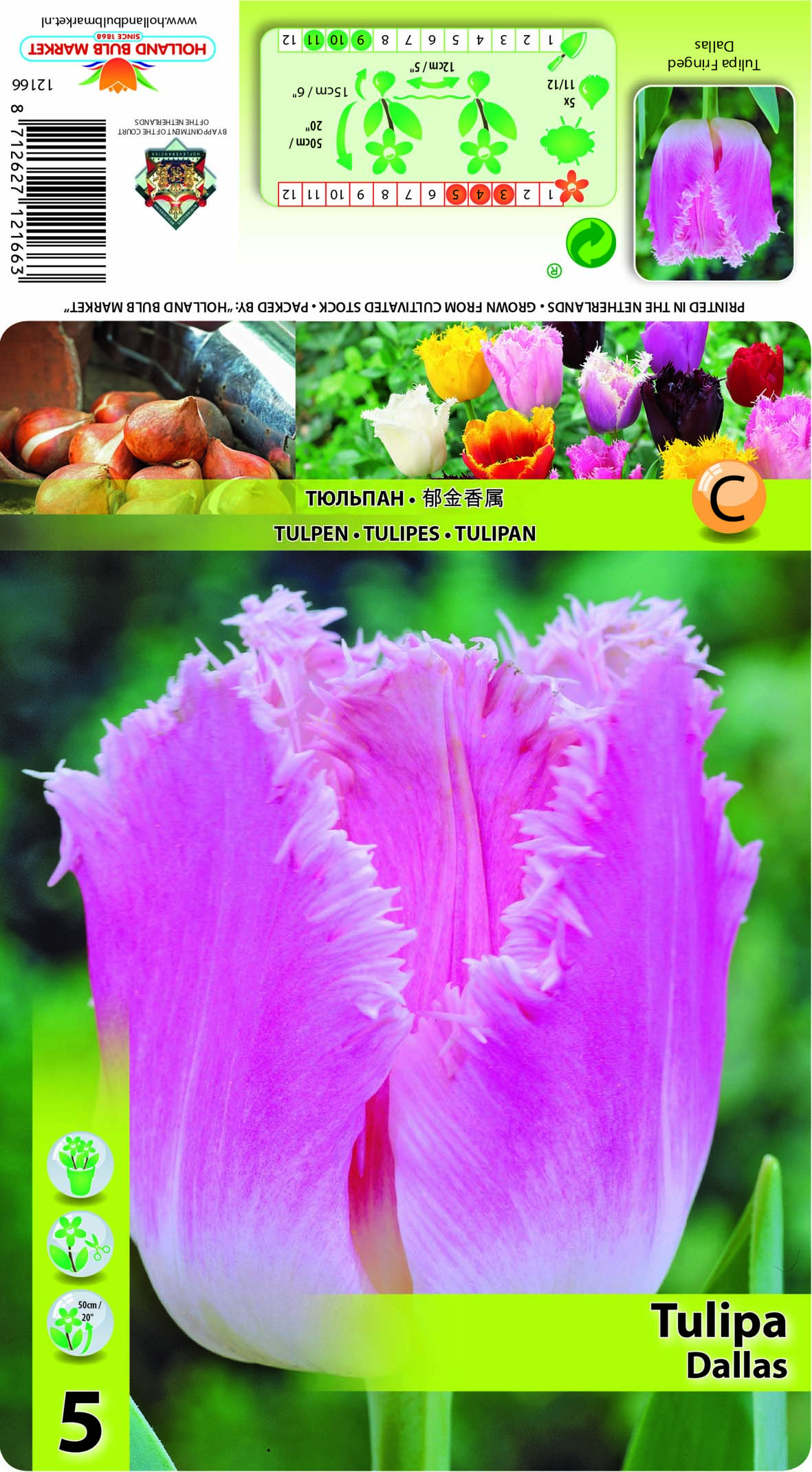 Tulpe Dallas 5 gab.
