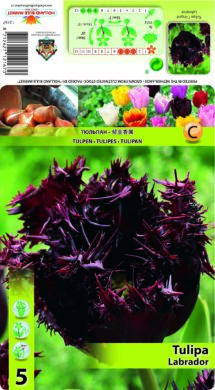 Tulpe Labrador 5 gab.