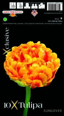 Tulpe Sunlover 10 gab.