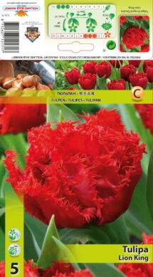 Tulpe Lion King 5 gab.