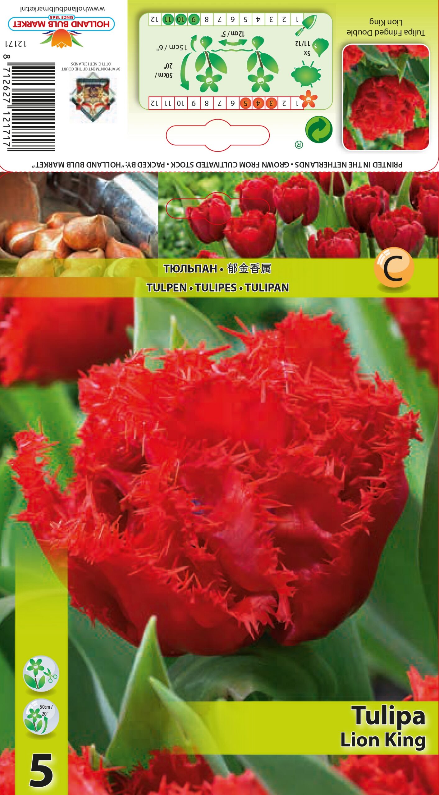 Tulpe Lion King 5 gab.