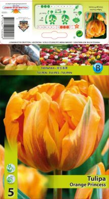 Tulpe Orange Princess 5 gab.