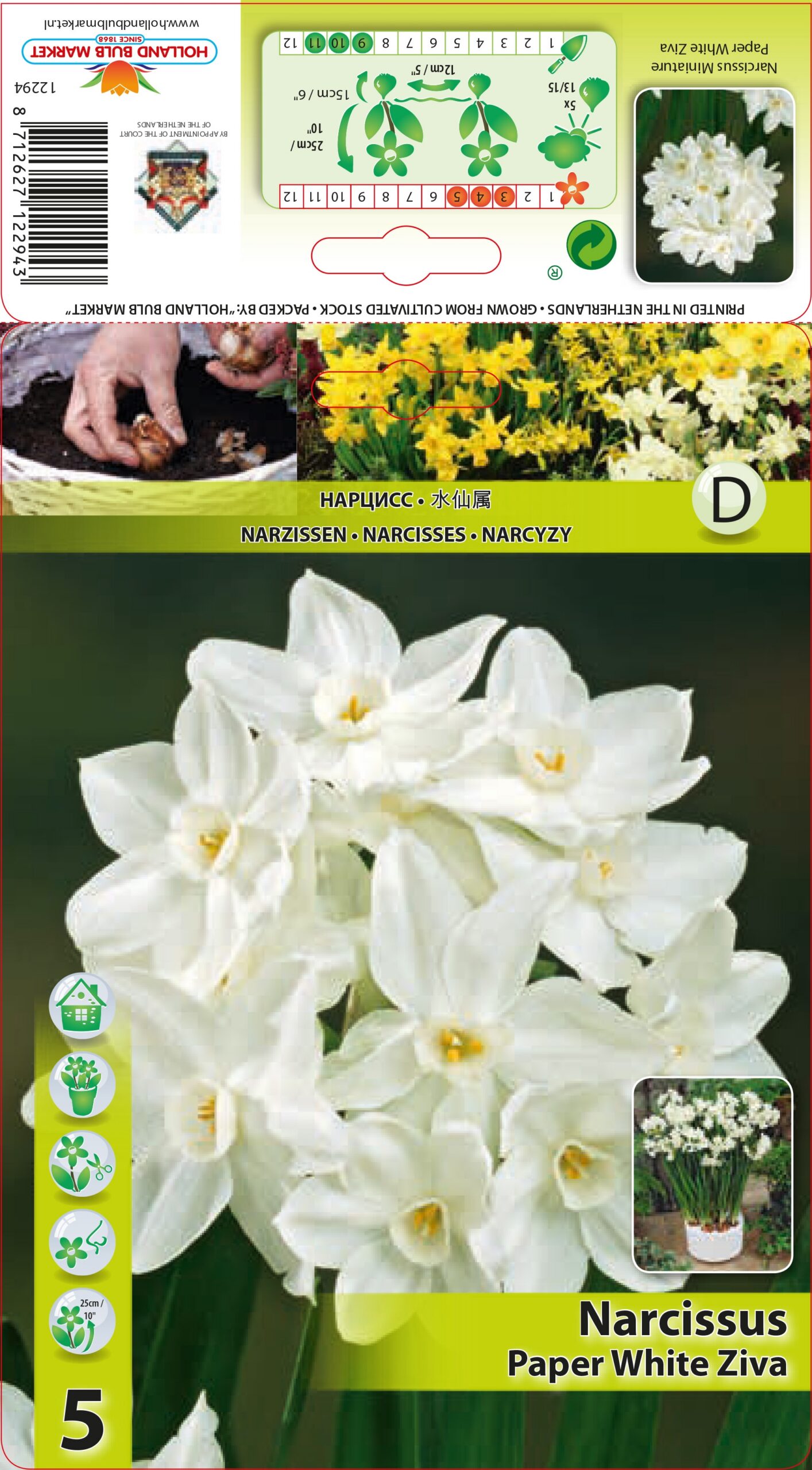 Narcise Paper White Ziva 5 gab.