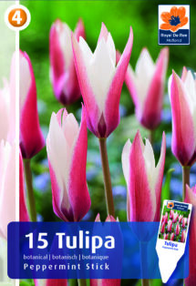 Botāniskā Tulpe Peppermint Stick 15 gab.