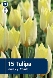 Botāniskā tulpe Honky Tonk 15 gab.