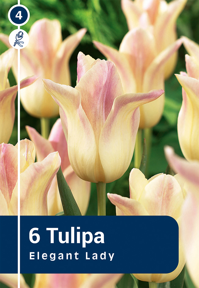 Tulpe Elegant Lady 6 gab.