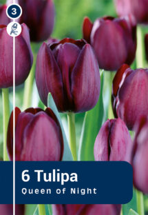 Tulpe Queen of Night 6 gab.