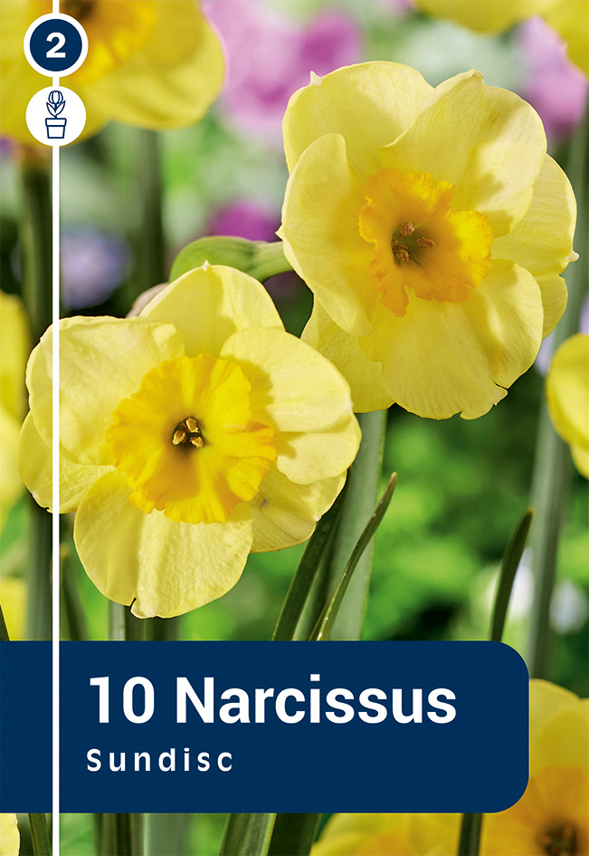 Narcise Sundisc 10 gab.