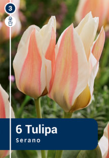 Tulpe Serano 6 gab.