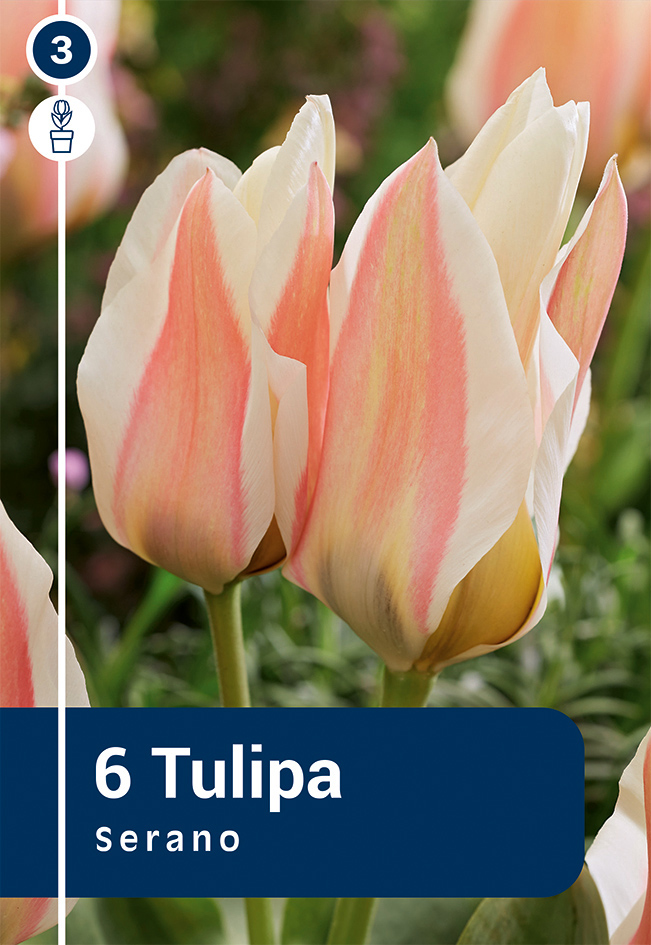 Tulpe Serano 6 gab.