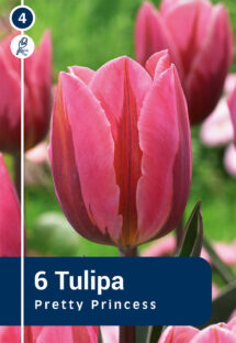 Tulpe Pretty Princess 6 gab.