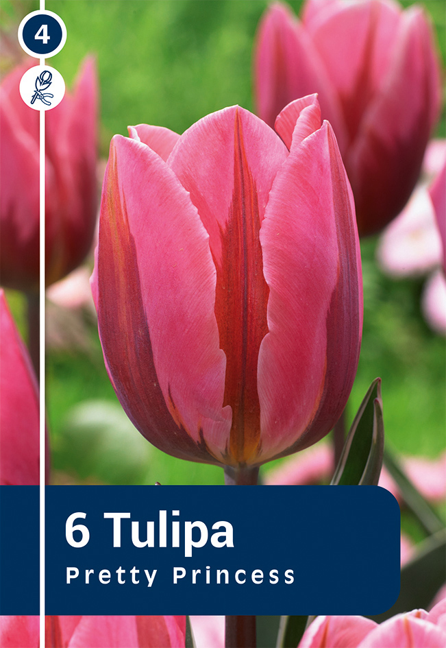 Tulpe Pretty Princess 6 gab.