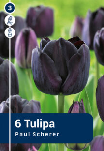 Tulpe Paul Scherer 6 gab.