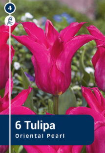 Tulpe Oriental Pearl 6 gab.