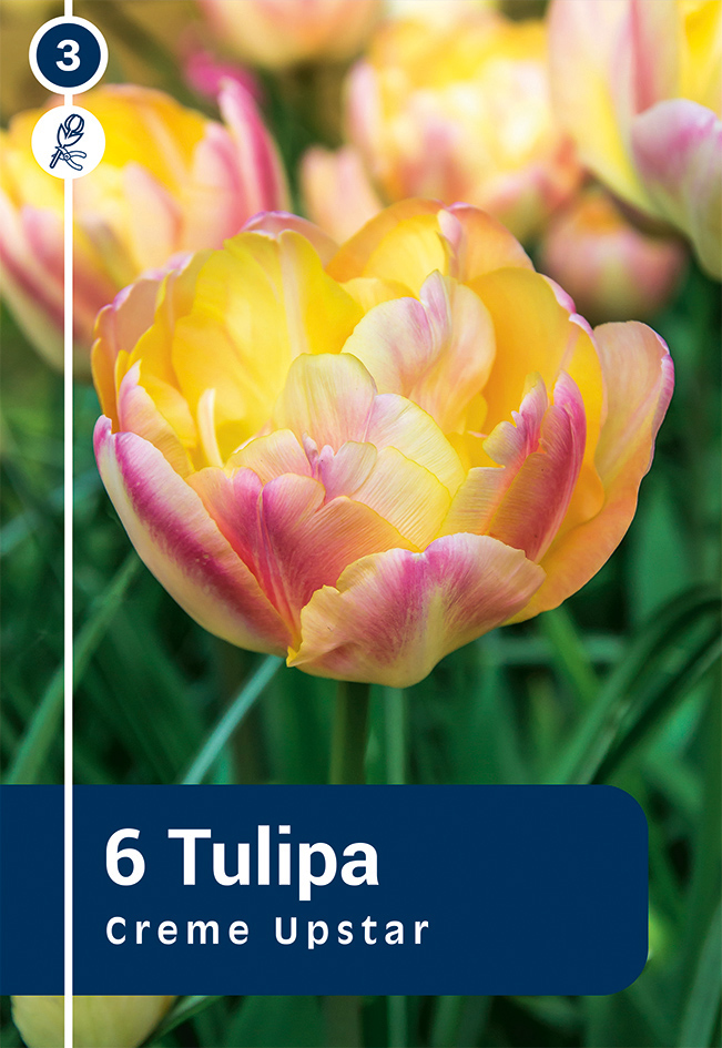 Tulpe Creme Upstar 6 gab.