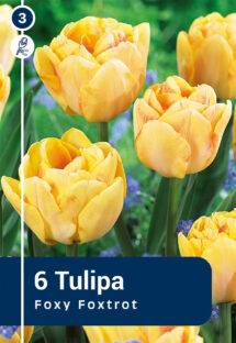 Tulpe Foxy Foxtrot 6 gab.