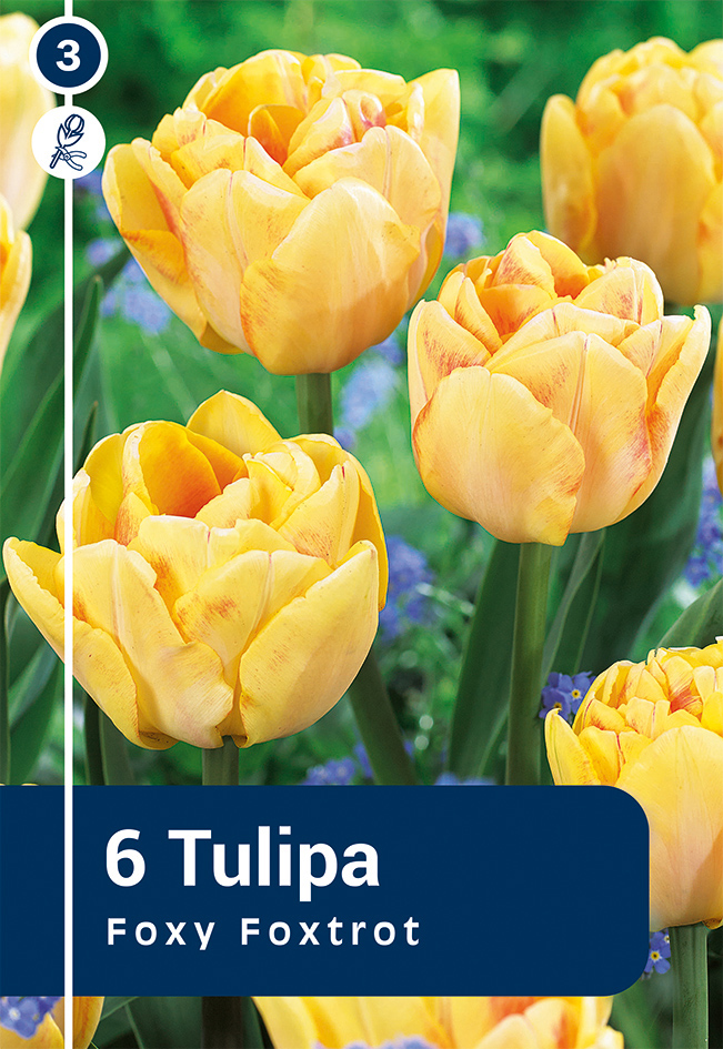 Tulpe Foxy Foxtrot 6 gab.