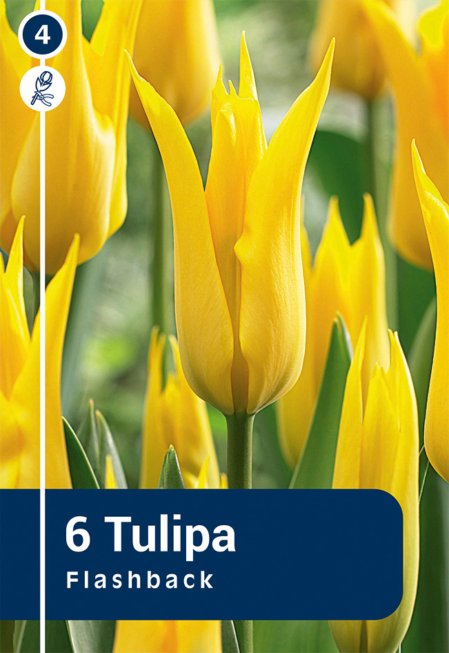 Tulpe Flashback 6 gab.