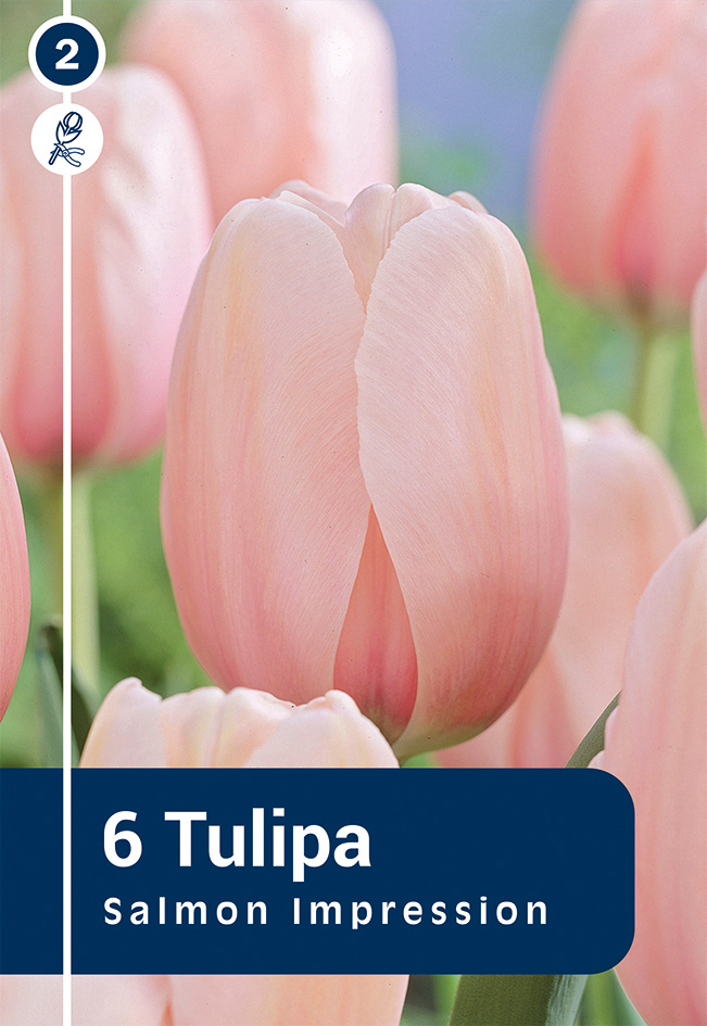 Tulpe Salmon Impression 6 gab.