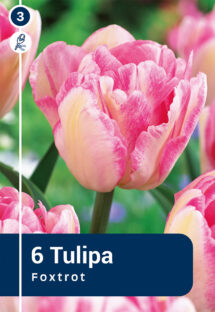 Tulpe Foxtrot 6 gab.