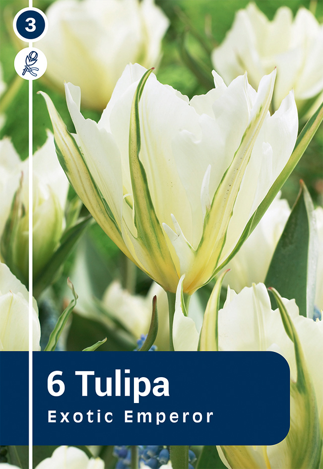 Tulpe Exotic Emperior 6 gab.