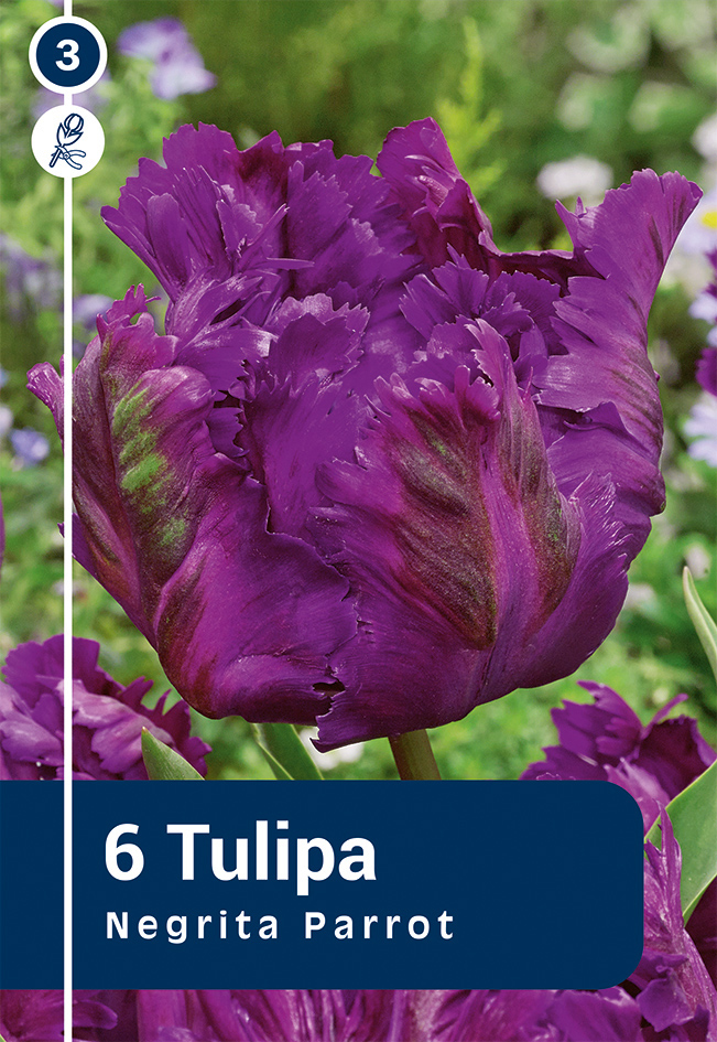 Tulpe Negrita Parrot 6 gab.