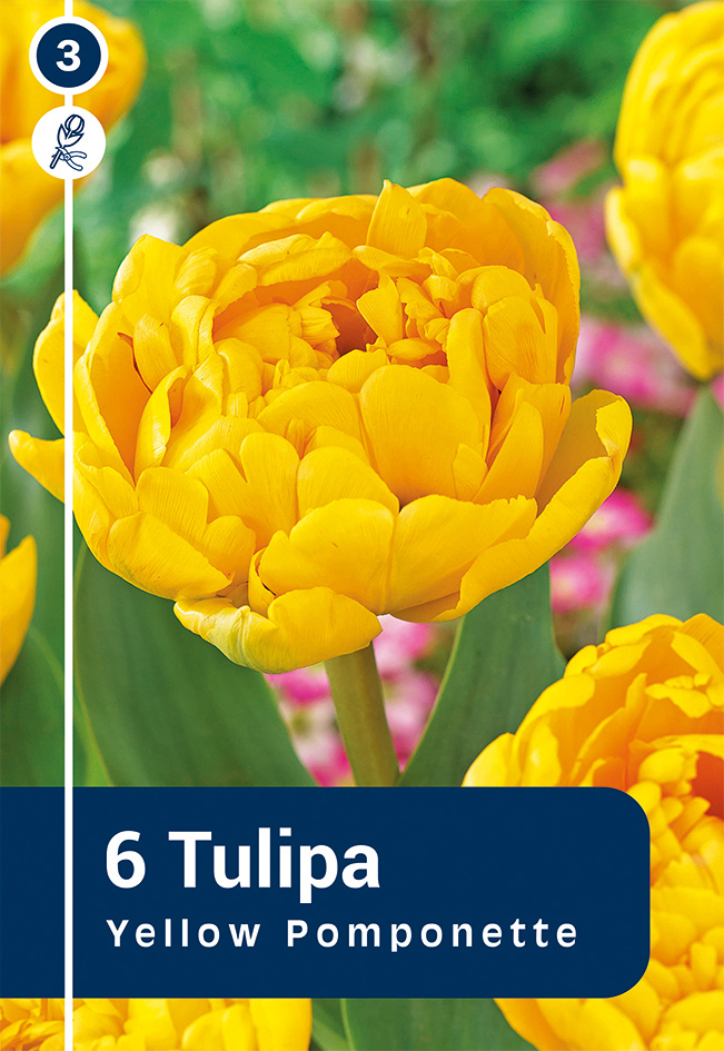 Tulpe Yellow Pomponette 6 gab.