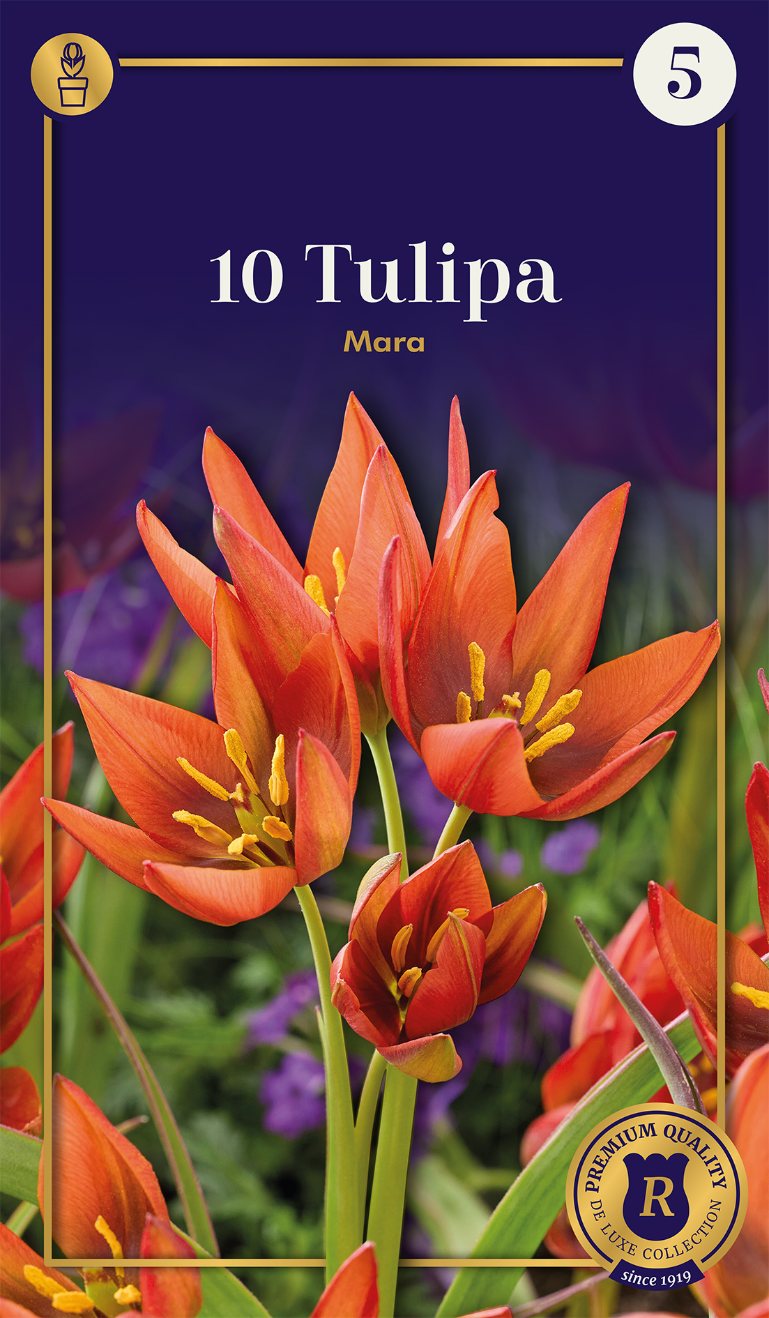 Botāniskā tulpe Mara 10 gab.
