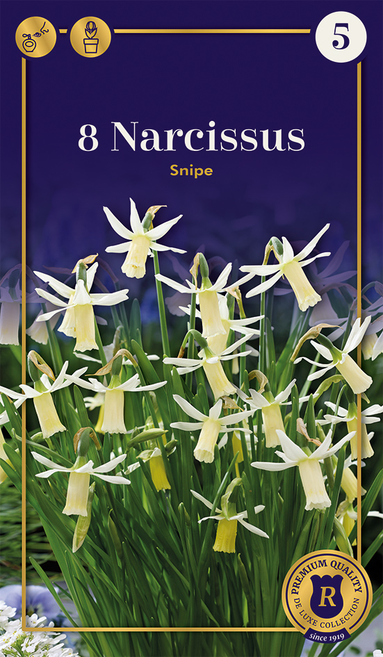 Narcise Snipe 8 gab.