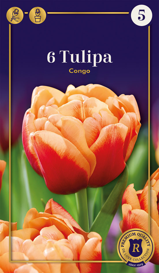 Tulpe Congo 6 gab.