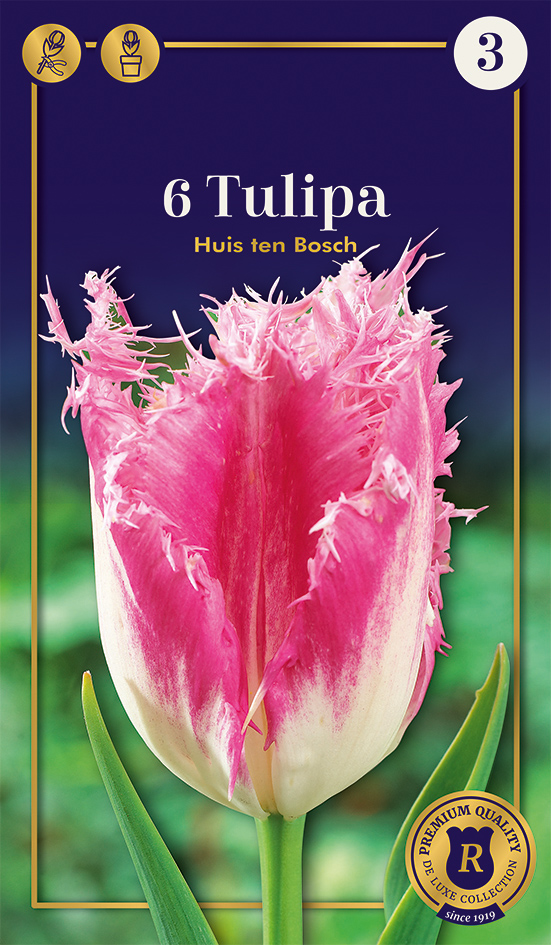 Tulpe Huis Ten Bosch 6 gab.