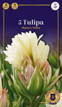 Tulpe Mystery Valley 5 gab.