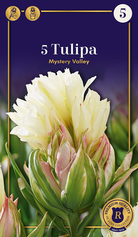 Tulpe Mystery Valley 5 gab.