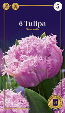 Tulpe Newcastle 6 gab.