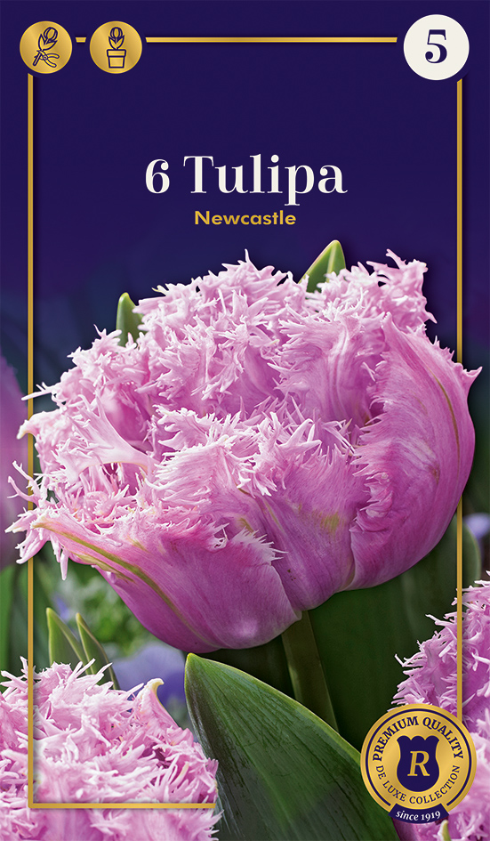 Tulpe Newcastle 6 gab.