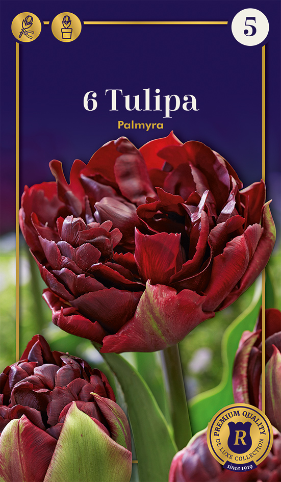 Tulpe Palmyra 6 gab.