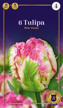 Tulpe Pink Vision 6 gab.