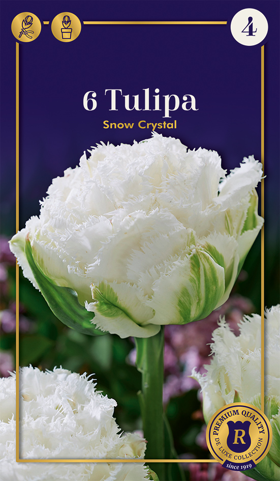 Tulpe Snow Crystal 6 gab.