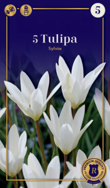 Botāniskā Tulpe Sylvia 5 gab.