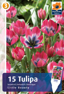 Tulpe Little Beauty 15 gab.