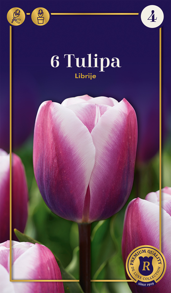 Tulpe Librije 6 gab.