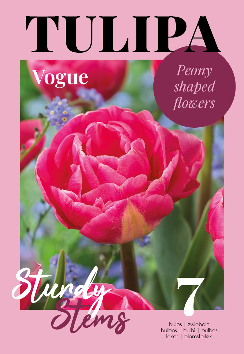 Tulpe Vogue 7 gab.