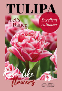 Tulpe Let`s Dance 7 gab.
