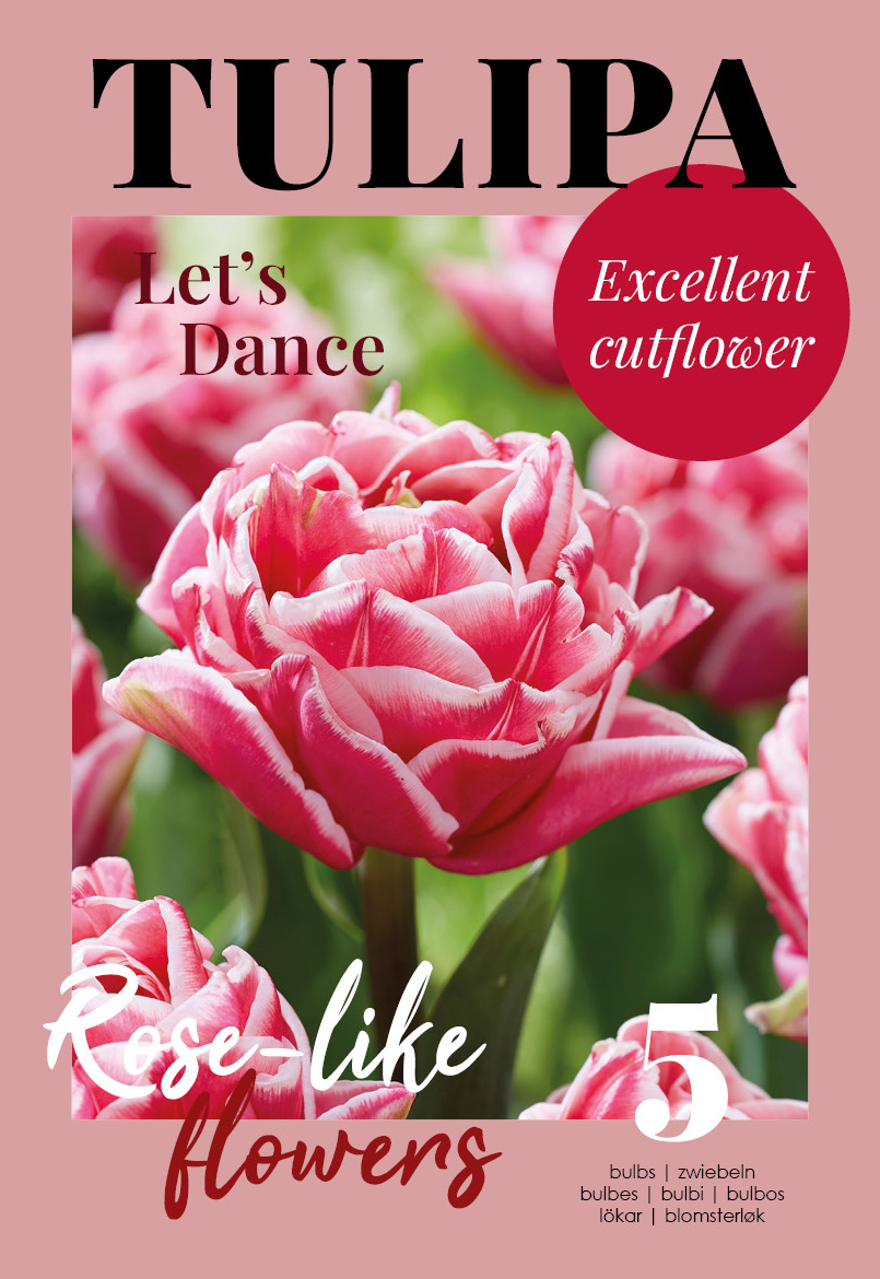 Tulpe Let`s Dance 7 gab.