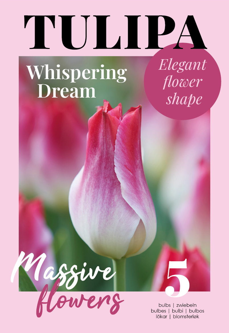 Tulpe Whispering Dream 5 gab.
