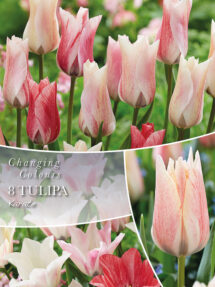 Tulpe Karate 6 gab.