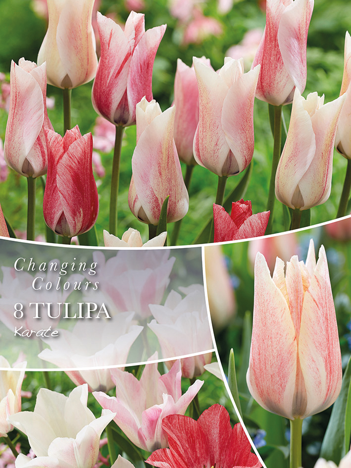 Tulpe Karate 6 gab.