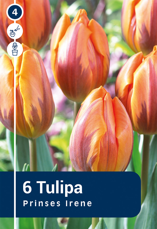 Tulpe Princes Irene 6 gab.